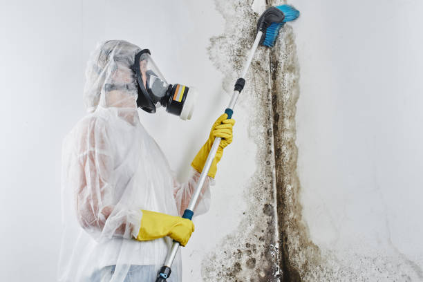 Best Residential Mold Remediation in San Francisco, CA