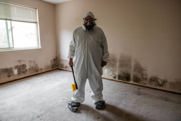 Best Post-Flood Mold Remediation in San Francisco, CA
