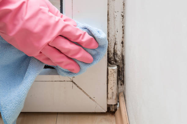 Trusted San Francisco, CA Mold Remediation Experts